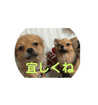 ワン達の日常スタンプ2（個別スタンプ：24）