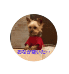 ワン達の日常スタンプ2（個別スタンプ：25）