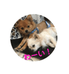 ワン達の日常スタンプ2（個別スタンプ：28）