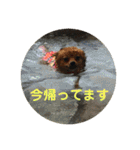 ワン達の日常スタンプ2（個別スタンプ：30）