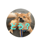 ワン達の日常スタンプ2（個別スタンプ：33）