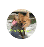 ワン達の日常スタンプ2（個別スタンプ：34）