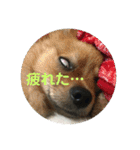 ワン達の日常スタンプ2（個別スタンプ：38）
