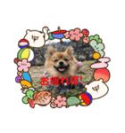 ワン達の日常スタンプ2（個別スタンプ：39）