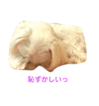 マルチーズりんちゃんの生活（個別スタンプ：1）