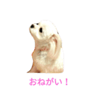 マルチーズりんちゃんの生活（個別スタンプ：5）