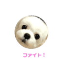 マルチーズりんちゃんの生活（個別スタンプ：8）