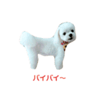 マルチーズりんちゃんの生活（個別スタンプ：9）