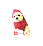 マルチーズりんちゃんの生活（個別スタンプ：10）