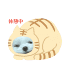 マルチーズりんちゃんの生活（個別スタンプ：24）