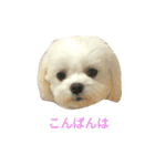 マルチーズりんちゃんの生活（個別スタンプ：25）