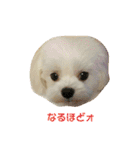 マルチーズりんちゃんの生活（個別スタンプ：27）