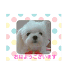 マルチーズりんちゃんの生活（個別スタンプ：29）