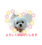 マルチーズりんちゃんの生活（個別スタンプ：34）