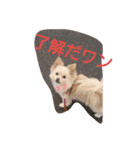 つかえるワン語（個別スタンプ：3）