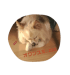 つかえるワン語（個別スタンプ：4）