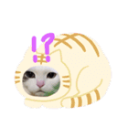 夢にゃンこ（個別スタンプ：1）