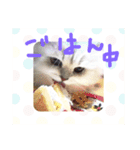 夢にゃンこ（個別スタンプ：2）