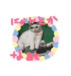 夢にゃンこ（個別スタンプ：3）
