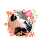 夢にゃンこ（個別スタンプ：4）