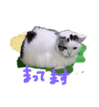 夢にゃンこ（個別スタンプ：9）
