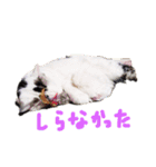 夢にゃンこ（個別スタンプ：12）