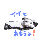夢にゃンこ（個別スタンプ：13）