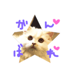 夢にゃンこ（個別スタンプ：15）