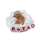 もずちゃんスタンプ①（個別スタンプ：4）