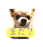 こももだよ（個別スタンプ：1）