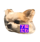 こももだよ（個別スタンプ：3）