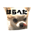 こももだよ（個別スタンプ：4）