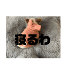 こももだよ（個別スタンプ：5）