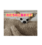 こももだよ（個別スタンプ：7）