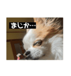 こももだよ（個別スタンプ：8）
