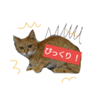 ★にゃーちゃん ①★（個別スタンプ：4）