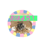 はむちゃんと日常生活（個別スタンプ：1）