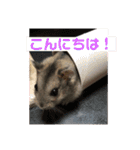 はむちゃんと日常生活（個別スタンプ：2）