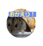 はむちゃんと日常生活（個別スタンプ：4）