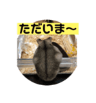はむちゃんと日常生活（個別スタンプ：5）