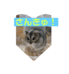 はむちゃんと日常生活（個別スタンプ：6）
