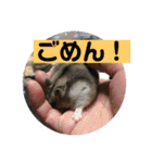 はむちゃんと日常生活（個別スタンプ：7）