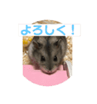 はむちゃんと日常生活（個別スタンプ：8）