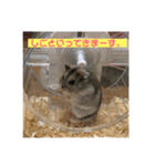 はむちゃんと日常生活（個別スタンプ：10）