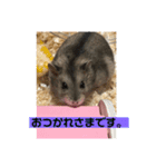 はむちゃんと日常生活（個別スタンプ：11）