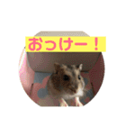 はむちゃんと日常生活（個別スタンプ：12）