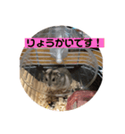 はむちゃんと日常生活（個別スタンプ：13）