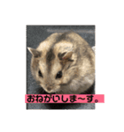 はむちゃんと日常生活（個別スタンプ：15）