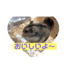 はむちゃんと日常生活（個別スタンプ：19）