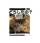 はむちゃんと日常生活（個別スタンプ：21）
